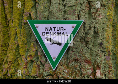 Natürliche Sehenswürdigkeiten alter Baum, Naturdenkmal, Deutschland Stockfoto