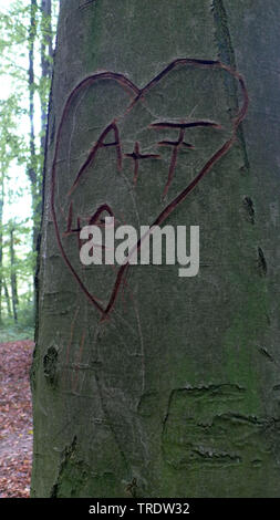 Gemeinsame Buche (Fagus sylvatica), Herz geschnitzt in einem Buche Stamm, A+F, 4e, für immer, Deutschland Stockfoto