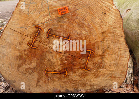 Gemeinsame Buche (Fagus sylvatica), geschnittene Trunk mit Clips Risse im Holz zu vermeiden, Deutschland Stockfoto