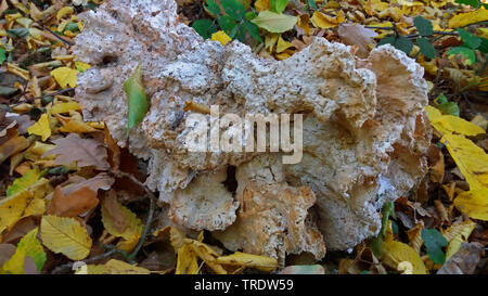Das Huhn von den Wäldern, Aulphur polypore, Schwefel Shelf (Laetiporus sulfureus), verwahrloste auf dem Waldboden, Deutschland Stockfoto