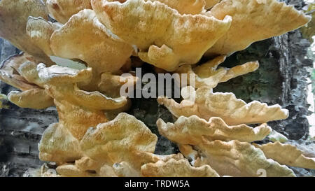 Das Huhn von den Wäldern, Aulphur polypore, Schwefel Shelf (Laetiporus sulfureus), die sich an den Stamm eines Wild Cherry, Deutschland Stockfoto