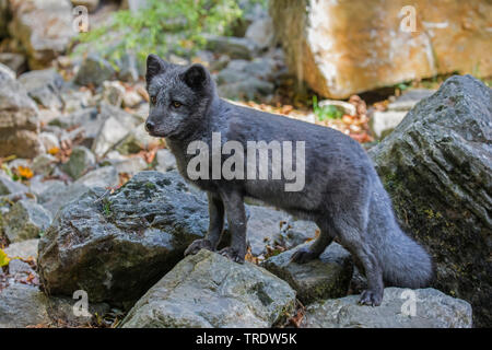 Polarfuchs, polar Fox (Alopex lagopus, Vulpes lagopus), im Sommer stehen Mantel auf Rock Felsblöcke, Seitenansicht Stockfoto