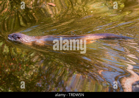 Europäische river Otter, Fischotter, Eurasische Fischotter (Lutra lutra), Schwimmen, Seitenansicht, Deutschland Stockfoto