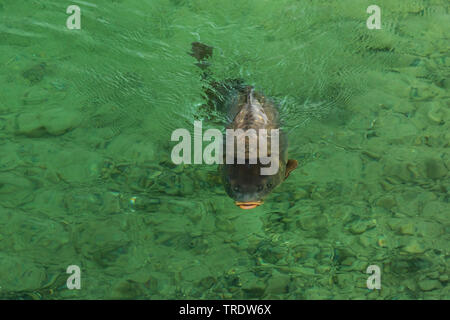 Carp, Karpfen, Europäische KARPFEN (CYPRINUS CARPIO), Spiegel Karpfen Schwimmen an der Wasseroberfläche, Vorderansicht, Deutschland, Bayern Stockfoto