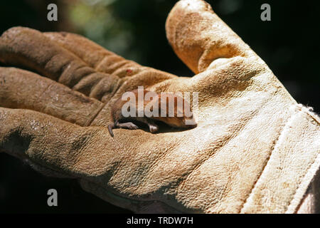 Gemeinsame vole (Microtus arvalis), juvenile auf einer Hand, Deutschland Stockfoto