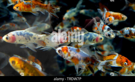 Goldfische, KARPFEN (CARASSIUS AURATUS), im Pool Stockfoto