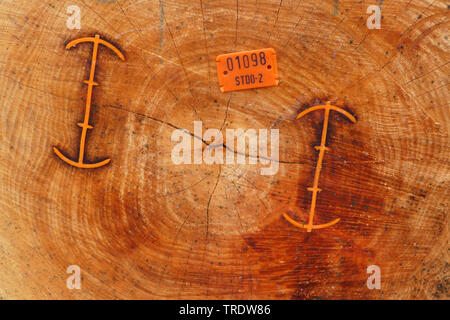 Gemeinsame Buche (Fagus sylvatica), geschnittene Trunk mit Clips Risse im Holz zu vermeiden, Deutschland Stockfoto