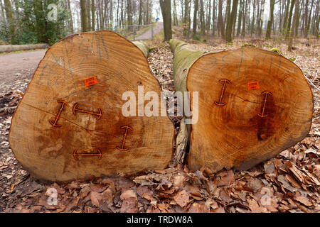 Gemeinsame Buche (Fagus sylvatica), geschnittene Trunk mit Clips Risse im Holz zu vermeiden, Deutschland Stockfoto