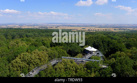 Treetrop Spaziergang im Nationalpark Hainich, Deutschland, Thueringen, Nationalpark Hainich Stockfoto