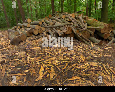 Gemeinsame Buche (Fagus sylvatica), Lagerung von Brennholz im Wald, Deutschland Stockfoto