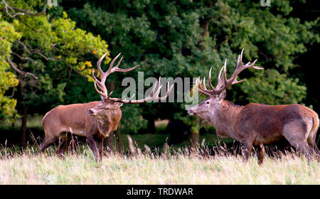 Red Deer (Cervus elaphus), zwei Hirsche stehen von Angesicht zu Angesicht, Niederlande Stockfoto