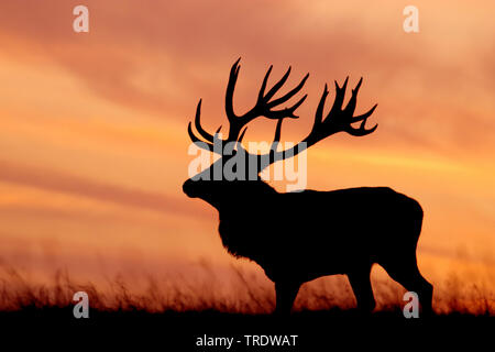 Red Deer (Cervus elaphus), Hirsch in Hintergrundbeleuchtung, Dänemark Stockfoto