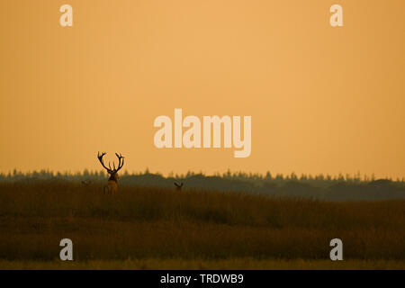 Red Deer (Cervus elaphus), männlich im Abendlicht, Niederlande Stockfoto