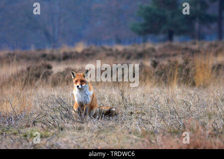Red Fox (Vulpes vulpes), sitzend im Grünland, Niederlande Stockfoto