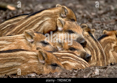 Wilde Eber, Schwein, Wildschwein (Sus scrofa), sleeing Ferkel, Niederlande Stockfoto