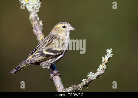 Spruce siskin (Carduelis spinus), 1 cy Weiblich, Deutschland Stockfoto