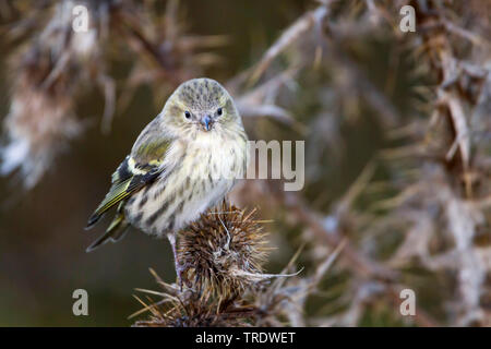 Spruce siskin (Carduelis spinus), 1 cy Weiblich, Deutschland Stockfoto