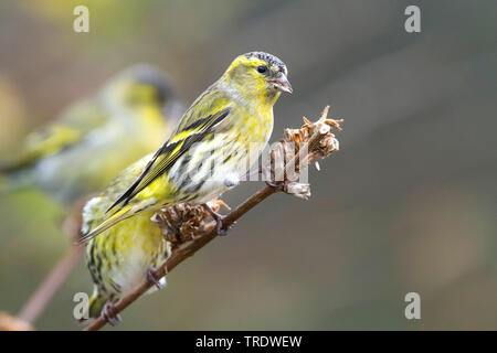 Spruce siskin (Carduelis spinus), 1 Cy männlichen auf einem Zweig, Deutschland Stockfoto