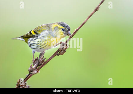 Spruce siskin (Carduelis spinus), 1 Cy männlichen auf einem Zweig, Deutschland Stockfoto