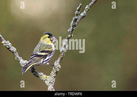 Spruce siskin (Carduelis spinus), 1 Cy männlichen auf einem Zweig, Deutschland Stockfoto