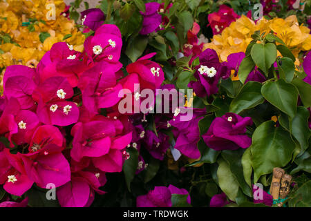 Abstrakt floral background für Web mit Bougainvillea-blumen Stockfoto