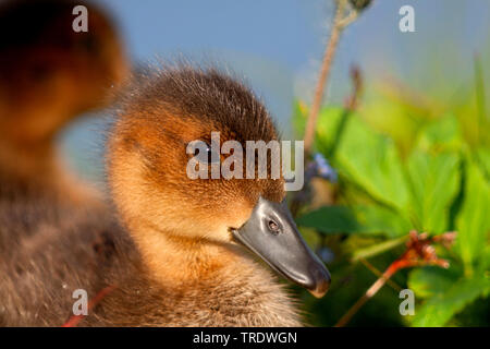 Europäische Pfeifente (Anas penelope, Mareca penelope), Portrait eines Entlein, Island Stockfoto