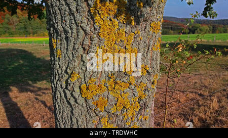 Flechten (Caloplaca spec.), Jewel Flechten auf einer Eiche, Deutschland Stockfoto