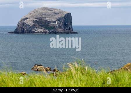 Seabird Kolonie auf Bass Rock, Vereinigtes Königreich, Schottland Stockfoto