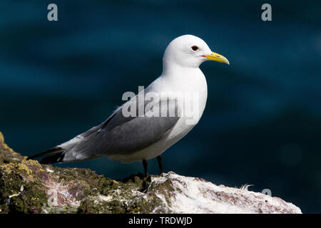 Schwarz-legged Dreizehenmöwe (Rissa tridactyla, Larus tridactyla), auf einem Stein saß, Vereinigtes Königreich, England Stockfoto