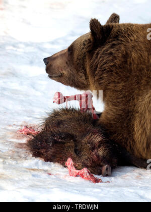 Europäische Braunbär (Ursus arctos arctos), Essen eine Jagd auf Wildschweine im Schnee, Seitenansicht, Deutschland, Bayern, Nationalpark Bayerischer Wald Stockfoto