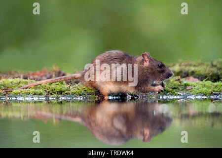 Braune Ratte, Gemeinsame braune Ratte, Norwegen Ratte, Ratte (Rattus norvegicus), das Essen an der Wasserseite, Seitenansicht, Niederlande, Overijssel Stockfoto