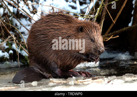 Eurasischen Biber, Europäischer Biber (Castor Fiber), Essen im Winter, Niederlande Stockfoto