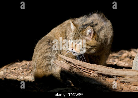 Europäische Wildkatze, Wald Wildkatze (Felis silvestris silvestris), Deutschland Stockfoto