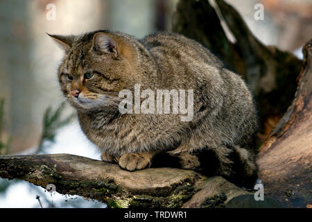 Europäische Wildkatze, Wald Wildkatze (Felis silvestris silvestris), ruht auf einem Baum im Winter, Deutschland Stockfoto