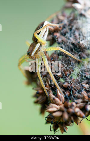 Fimbriate fischen Spinne (Dolomedes fimbriatus), auf einem Rush, Niederlande, Gelderland Stockfoto