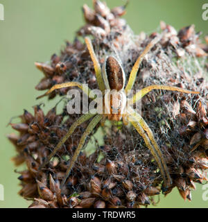 Fimbriate fischen Spinne (Dolomedes fimbriatus), auf einem Rush, Niederlande, Gelderland Stockfoto