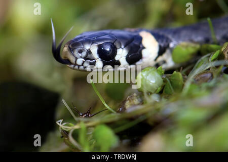 Ringelnatter (Natrix natrix), flippen, Niederlande Stockfoto