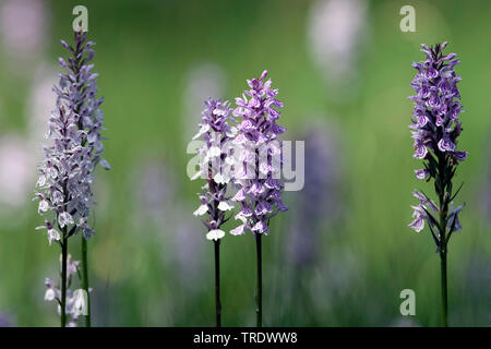 Heide getupft Orchidee (Dactylorhiza maculata), blühende, Niederlande, Overijssel Stockfoto
