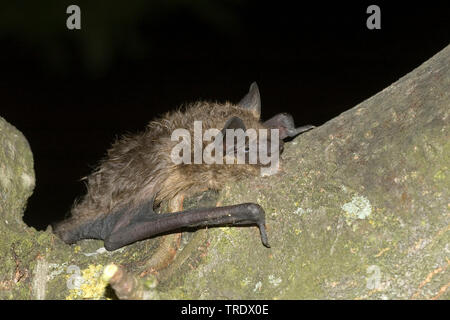 Serotine bat, Große braune Fledermaus, seidig bat (Eptesicus Serotinus), auf einem Baum, Niederlande Stockfoto
