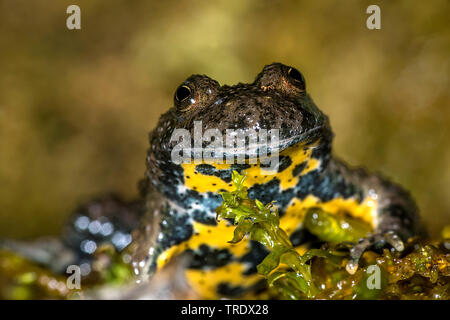 Gelbbauchunke, yellowbelly Kröte, bunte Feuer - kröte (Bombina variegata), männlich, Porträt, Deutschland Stockfoto