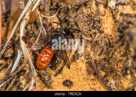 Cuckoo Bee, Schweiß Biene, Halictid Biene (Sphecodes albilabris, Sphecodes fuscipennis), auf dem Boden sitzend, Deutschland Stockfoto