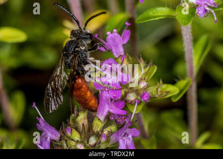 Cuckoo Bee, Schweiß Biene, Halictid Biene (Sphecodes albilabris, Sphecodes fuscipennis), sitzend auf Blume, Deutschland Stockfoto