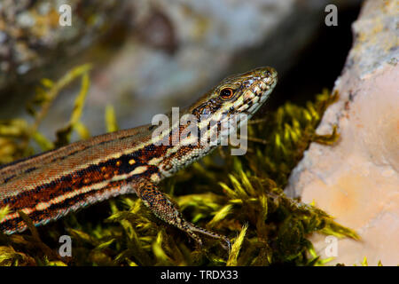 Lebendgebärenden Eidechse, gemeinsamen europäischen Eidechsen (Lacerta vivipara, Zootoca Vivipara), Porträt, Deutschland Stockfoto