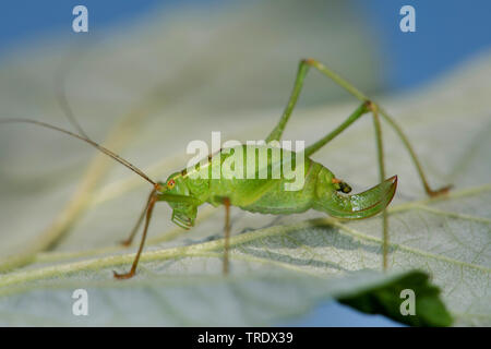 Gesprenkelte bushcricket, gesprenkelten Busch - Kricket (Leptophyes punctatissima), sitzend auf einem Blatt, Deutschland Stockfoto