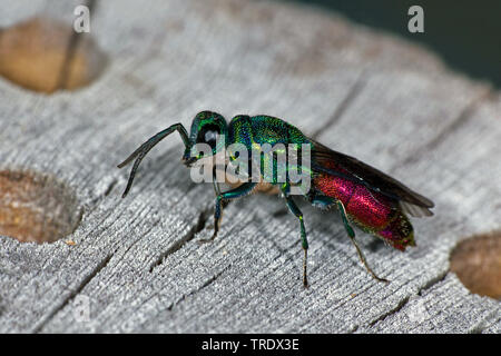 Gemeinsame gold Wasp, Ruby, Ruby-tailed Wasp (Chrysis ignita, Chrysis longula, Chrysis ignita var. longula, Tetrachrysis ignita var. longula), sitzend auf Insekt hotel, Deutschland Stockfoto