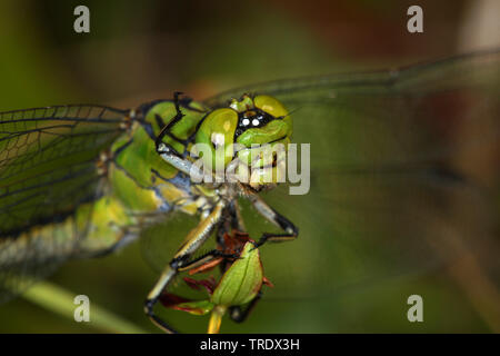 Serpentine, Dragonfly, grüne Snaketail (Ophiogomphus cecilia) serpentinus, Ophiogomphus, Porträt, Deutschland Stockfoto