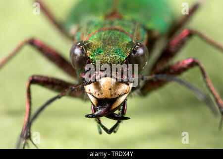 Grüne Sandlaufkäfer (Cicindela Campestris), Porträt, Deutschland Stockfoto