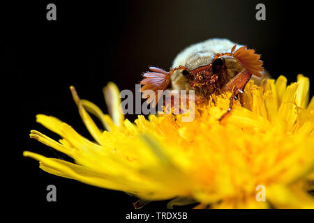 Gemeinsame Maikäfer, Maybug, Maybeetle (Melolontha melolontha), männlich auf der gelben Blume, Vorderansicht, Niederlande, Overijssel Stockfoto