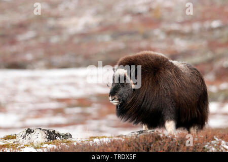 Muskox (Ovibos moschatus), in der Tundra, Norwegen, Dovrefjell Nationalpark Sunndalsfjella, Kongsvold Stockfoto