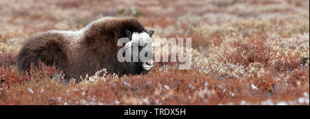 Muskox (Ovibos moschatus), Stier, die in der Tundra, Seitenansicht, Norwegen, Dovrefjell Nationalpark Sunndalsfjella, Kongsvold Stockfoto